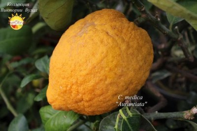 C. medica Aurantiata3